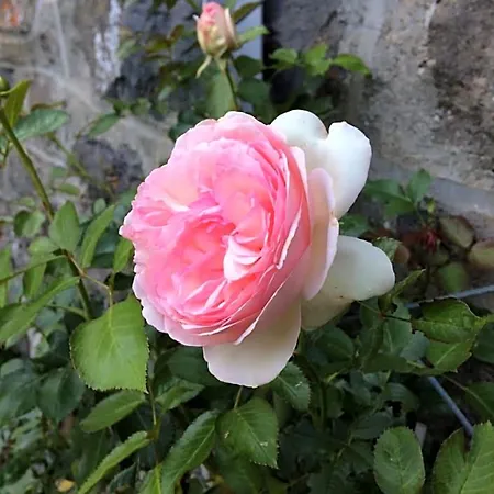 Bed & Breakfast Chez Mary Elise 3*